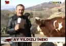 Osmancıktaki Ay Yıldızlı İnek Kanalturk Tv'de..