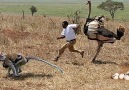 Ostrich beat up monkey man and hyena