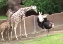 Ostrich bullying baby Giraffe
