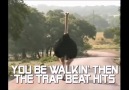 Ostrich Drops The Beat