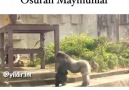 Osuran Maymunlar - Karadeniz Dublaj