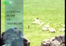 Otlatma Planı ve Teknikleri