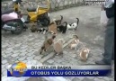 Otobüs Yolu Gözleyen Kediler