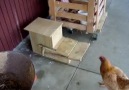 Otomatik Tavuk Yemliği
