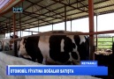 Otomobil fiyatına boğalar satışta