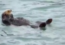 Otter aerobics