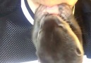 Otter dentist will see you now open your mouth!