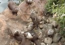 Otters Mezmorized By Butterfly
