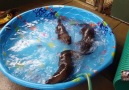 Otters Splash Around in a Pool