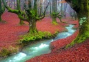 Otzarreta Forest Basque Country Spain