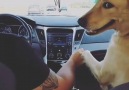 Our dog makes me sit in the back so she can hold my husbands hand...