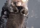 Our Planet Daily - Momma sea otter making sure her pup is comfy& Facebook