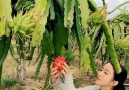 Outdoor Kingdom - Amazing & Yummy Fruit Garden!!! Facebook