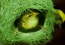 Outdoor Kingdom - How Birds Build Beautiful Nest Facebook