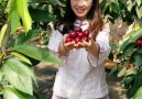 Outdoor Kingdom - Such a Beautiful & Yummy Cherry Garden!!! Facebook