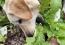 Outdoor Kingdom - Super Cute Vegetarian Puppy!!! Facebook