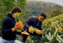 Outdoor Kingdom - Super Gorgeous Pineapple Garden!!! Facebook