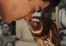 Owl enjoys Eskimo kisses!