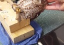 Owl falls asleep while getting a head rubinstagram.comvixenchinchilla