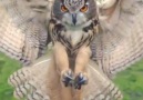 Owl in slow motion ! <3