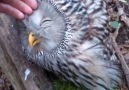 Owl loves petting