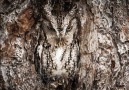 Owls Camouflaged Perfectly with Their Surroundings.