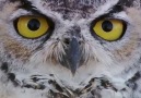 Owl Stuck In Barbed Wire Gets Help And Flies Away