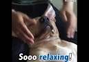 Owner gives his dog a full body massage