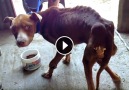 Owner &ldquo;Forgot&rdquo; to Feed this Dog for a Long Time. W...