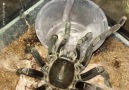 Owning hundreds of tarantulas can be a difficult job