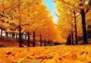 Öykü&Günler - Sonbahar sanattır diğerleri mevsim..!...