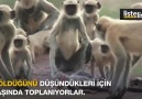 Oyuncak maymunun öldüğünü düşünerek yas tutan langur maymunları