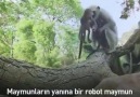 Oyuncak maymunu ölü sanan maymunlar bakın ne yapıyorlar....