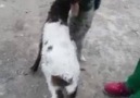 Oyy oyy Bu kadarda TATLI olunmazki