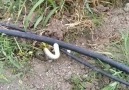 Ozlerdogalgazkombi - O yılan o boruya nasıl girmiş. snake entering the pipe
