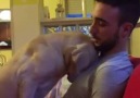 Özür dileyen köpek