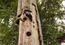 Ozzy Man Reviews Snake vs Woodpecker