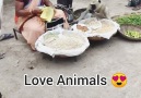 PagalWorld - Love And Respect Of Animals in India Facebook