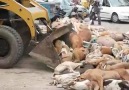Pakistan Karaçi Köpek Katliamı