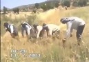 Palehî (2)