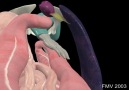 Palpation transrectale du système digestif. Animation 3D