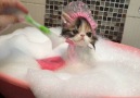 Pampered Cat Takes Relaxing Bath