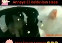 Pamuk Şekeri - Tamam Anne