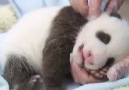 Panda Cub Kick Spot