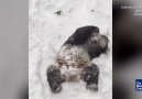 Panda Enjoys Snow Day at National Zoo