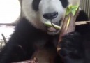 Panda gourmet can tell you bamboo tastes the best at this time of the year