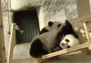 Pandaların eğlencesi :)