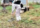 Pandaların oyun zamanı