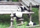 Pandaların Soyları Neden Tükeniyor :)