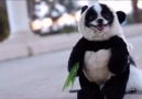Panda Puppy Costume